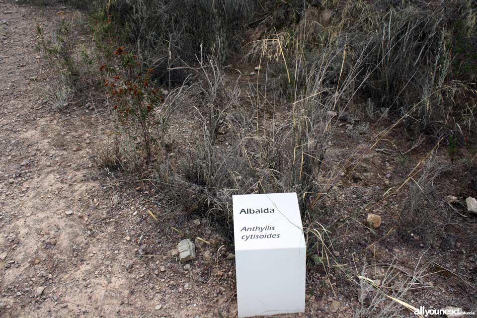 Cuevas del Buitre pathway.PR-MU35. The Majal Blanco