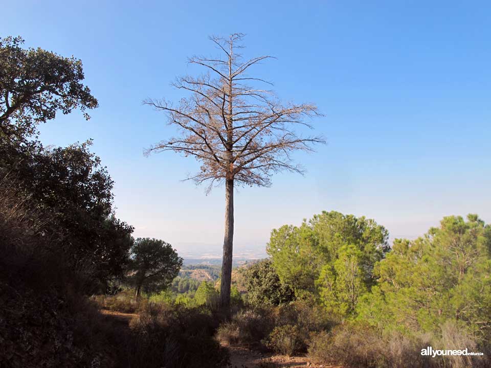 Sendero Pico del Águila. PR-MU55. Senderismo por el Majal Blanco en Murcia