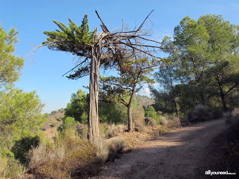 Sendero Pico del Águila. PR-MU55. Senderismo por el Majal Blanco en Murcia