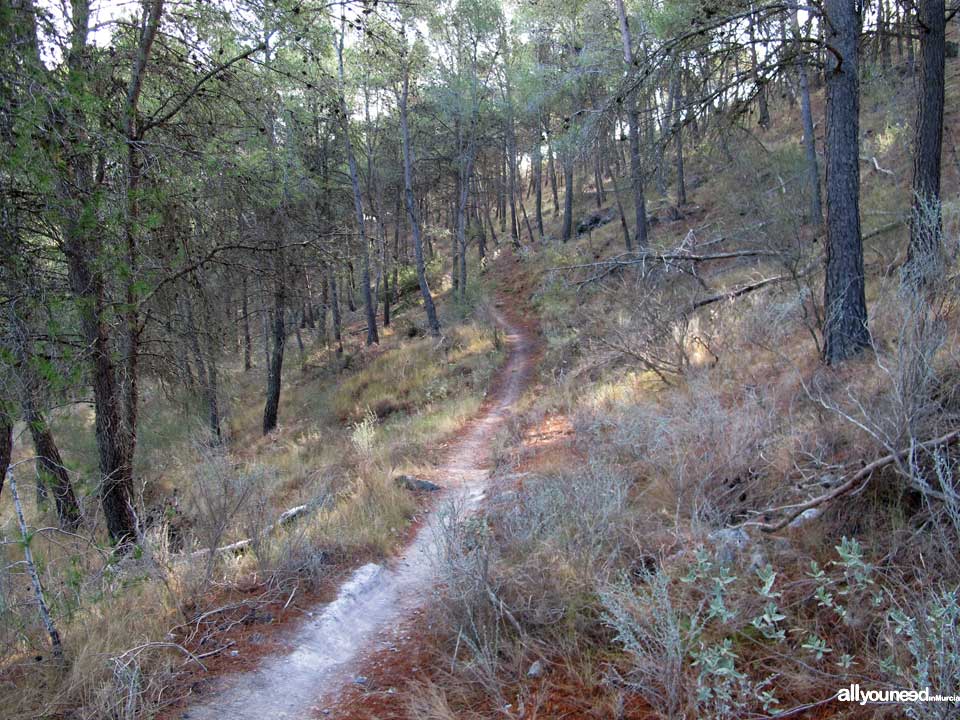 Pico del Águila Pathway. PR-MU55