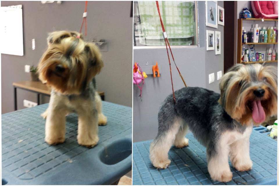 Cachito Guau. Luna. Dog Grooming Saloon in Murcia