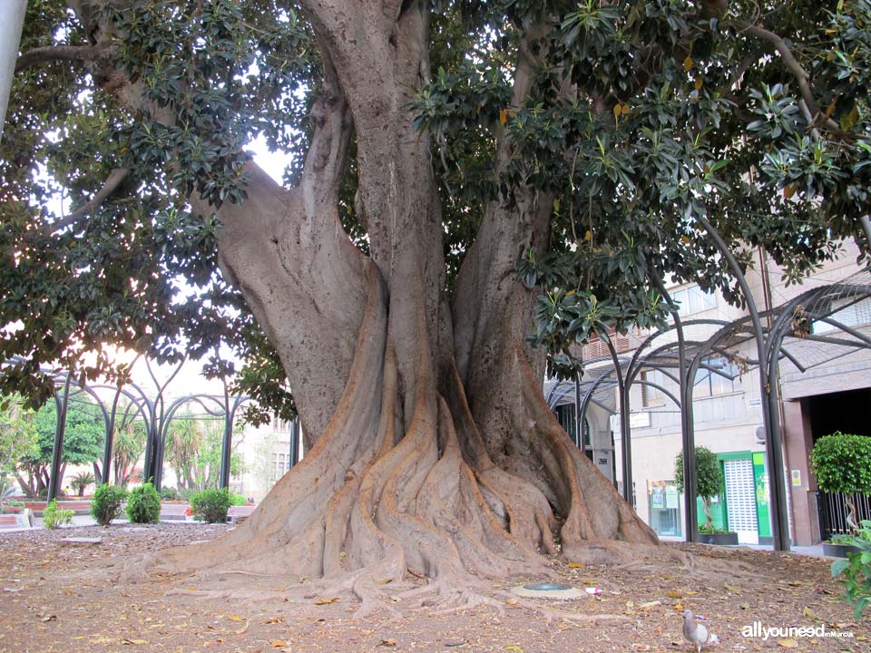 Plaza de Santo Domingo