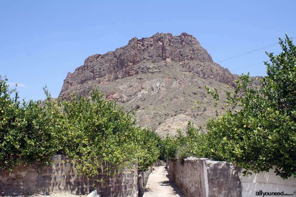 Limoneros de Ojós