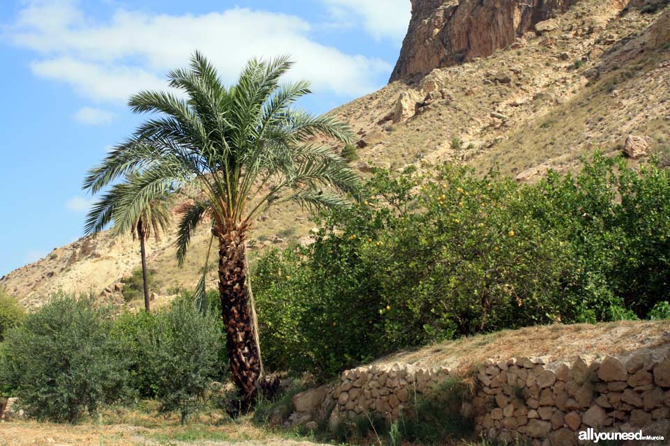 Noria de la Ribera en Ojós