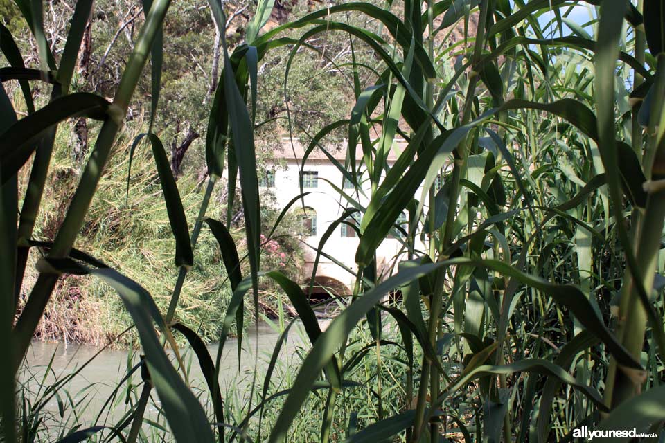 Ribera Waterwheel in Ojós. Spain