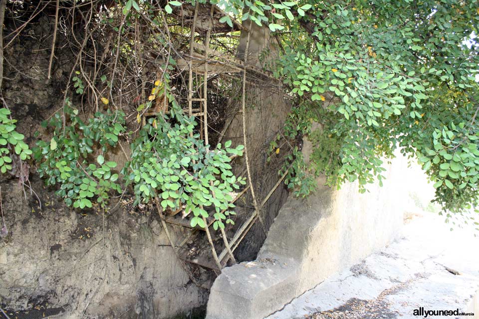 Noria del Olivar en Ojós