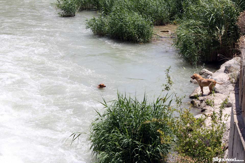 Río Segura en Ojós