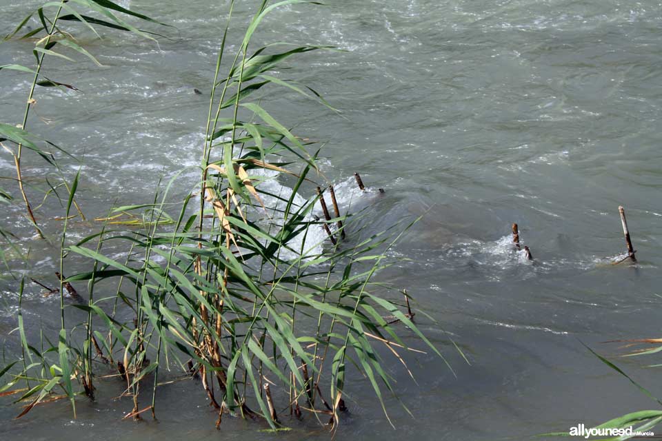 Río Segura en Ojós