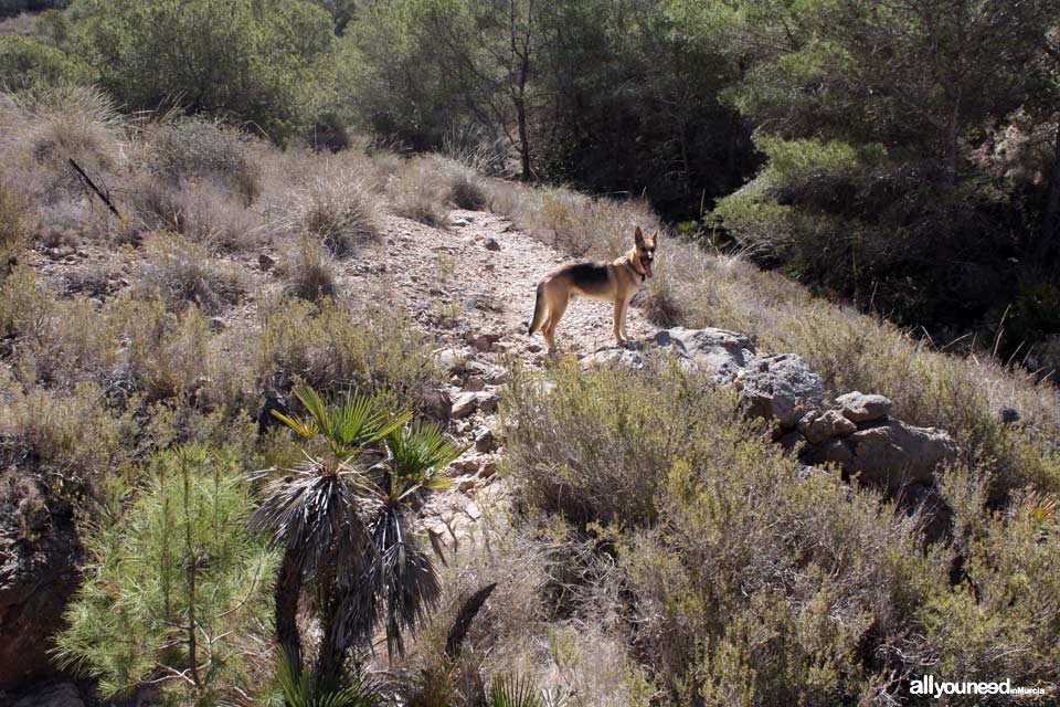 Route to Cerrada Cove. Tiñoso Cape