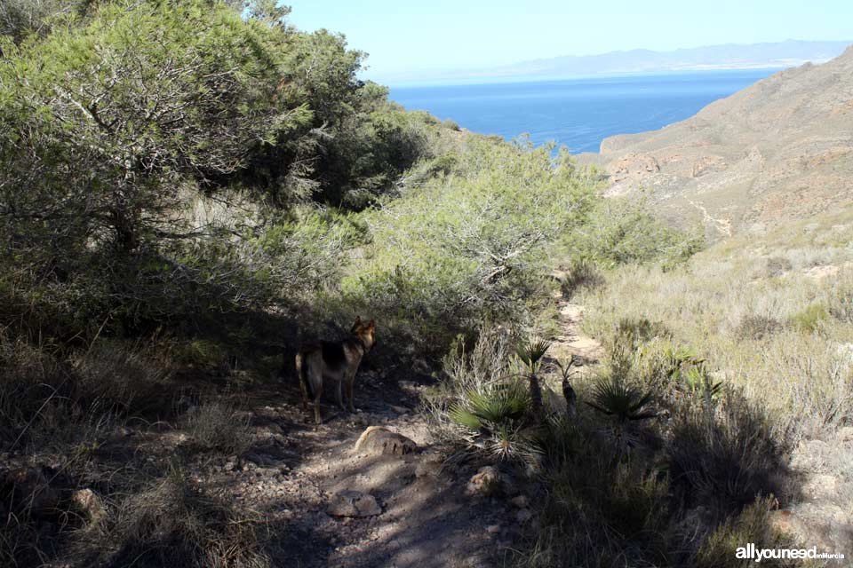 Route to Cerrada Cove. Tiñoso Cape