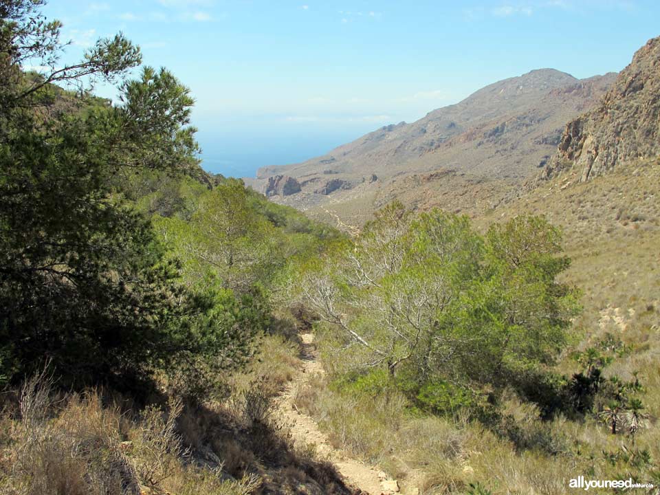 Ruta a Cala Cerrada. Cabo Tiñoso