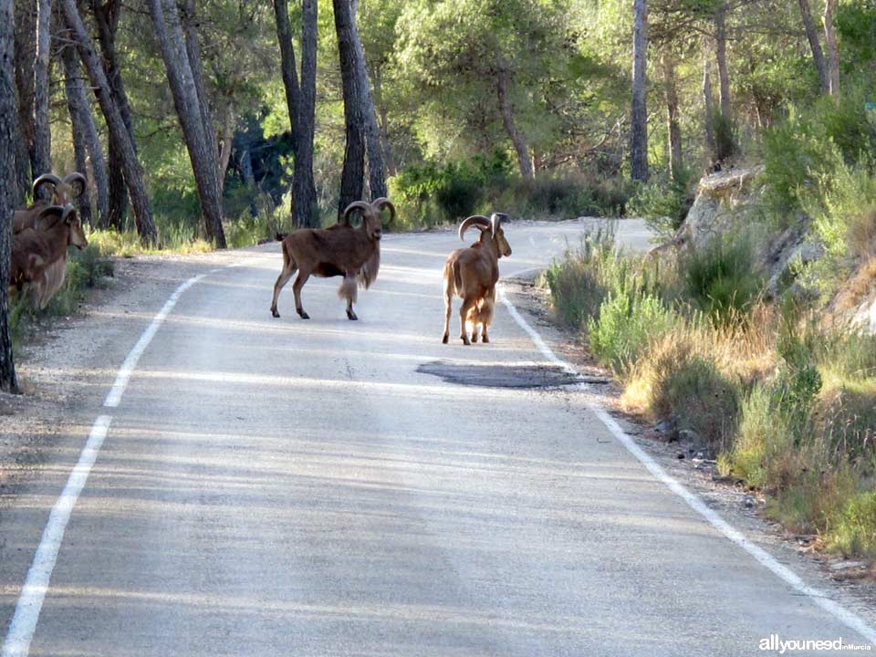 Sierra Espuña Regional Park