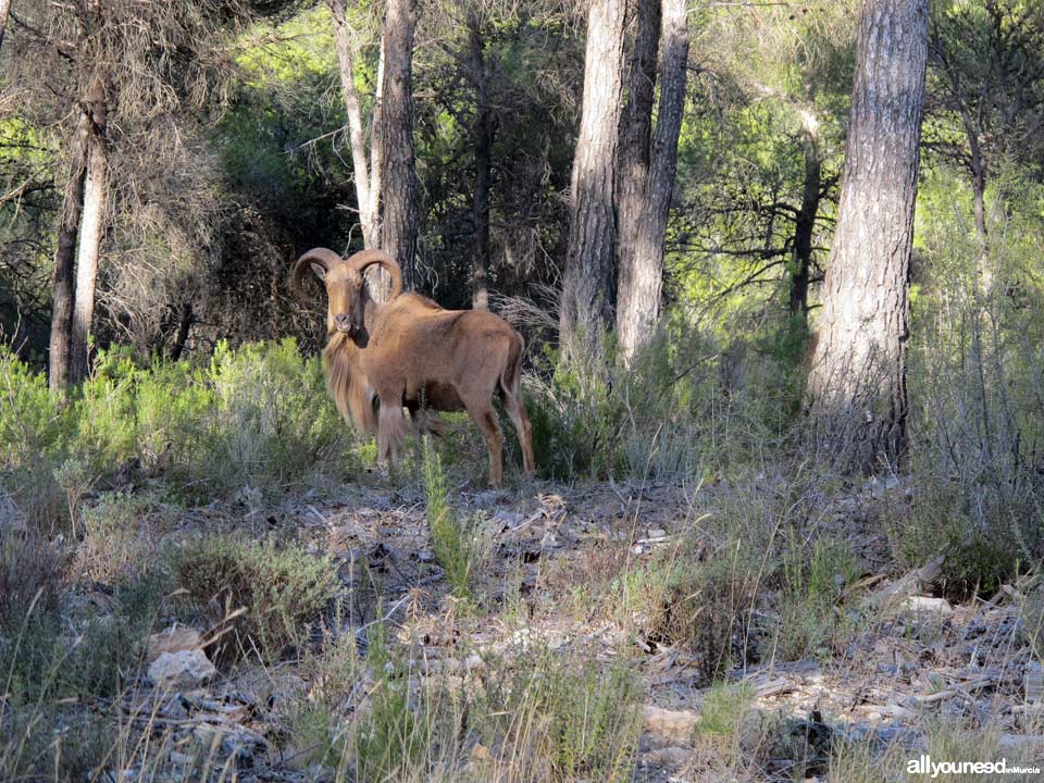 Sierra Espuña Regional Park