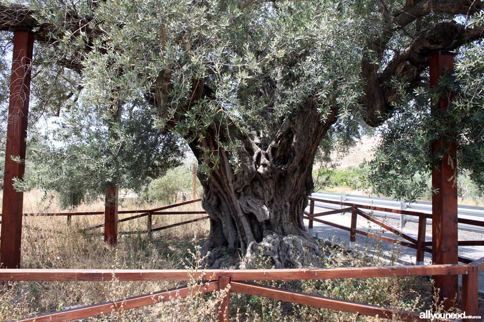 Ancient Olive Tree