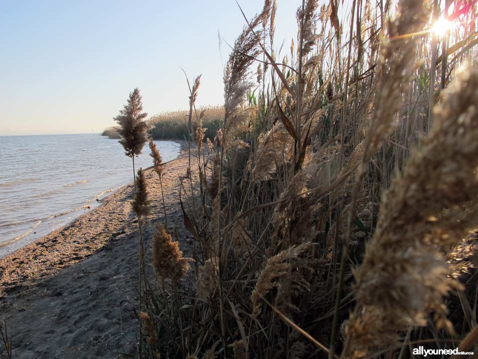 Playa de la Hita en los Alcázares