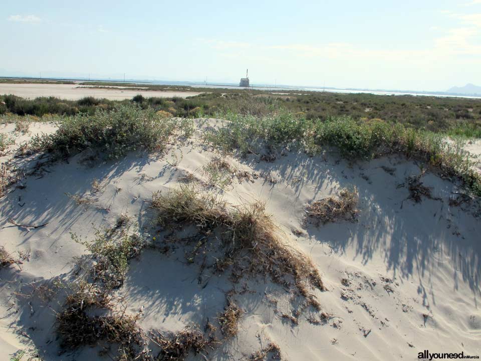 Regional Park  of the Salt Flats and Sand Areas of San Pedro del Pinatar