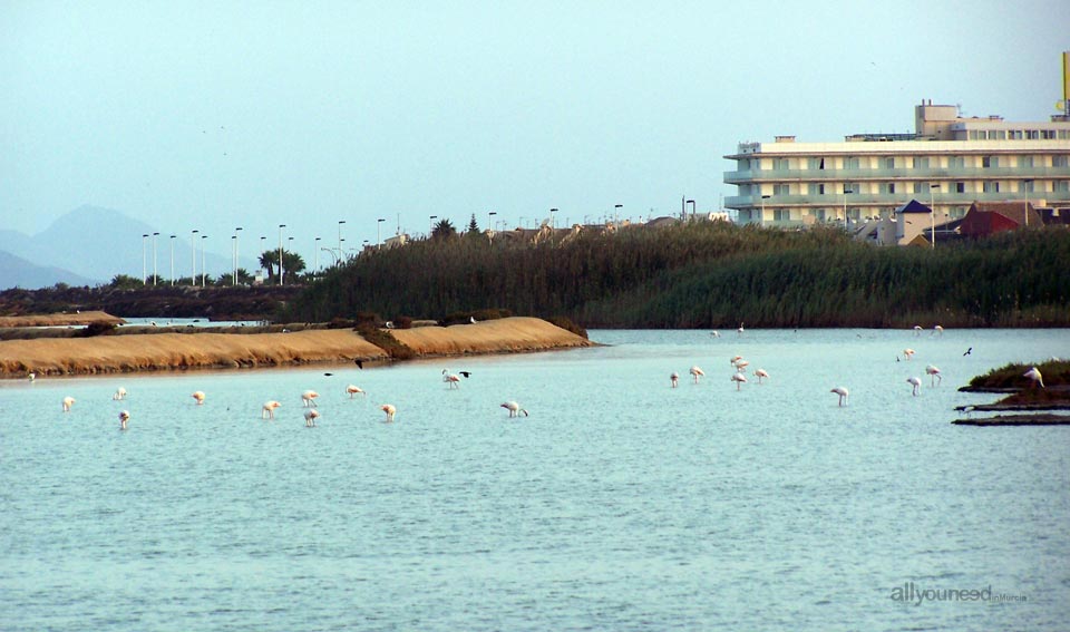 Regional Park  of the Salt Flats and Sand Areas of San Pedro del Pinatar