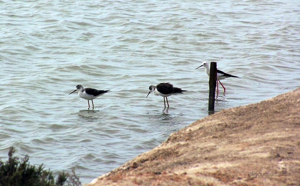 Regional Park  of the Salt Flats and Sand Areas of San Pedro del Pinatar