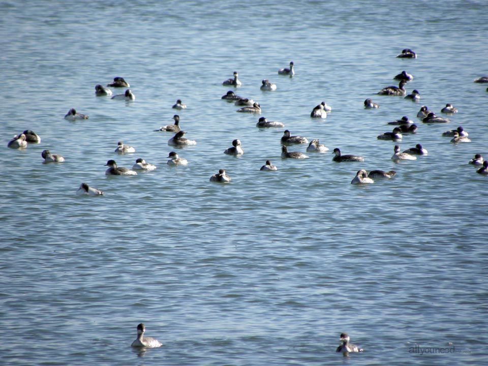 Paseo por las Salinas de San Pedro del Pinatar, Parque Regional