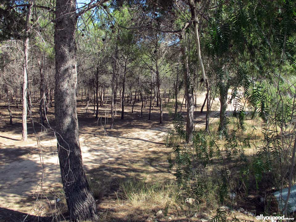 Embalse de Santomera