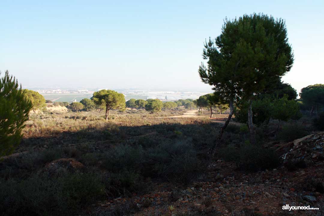 Subida al Cabezo Gordo. Torre Pacheco. Pinada