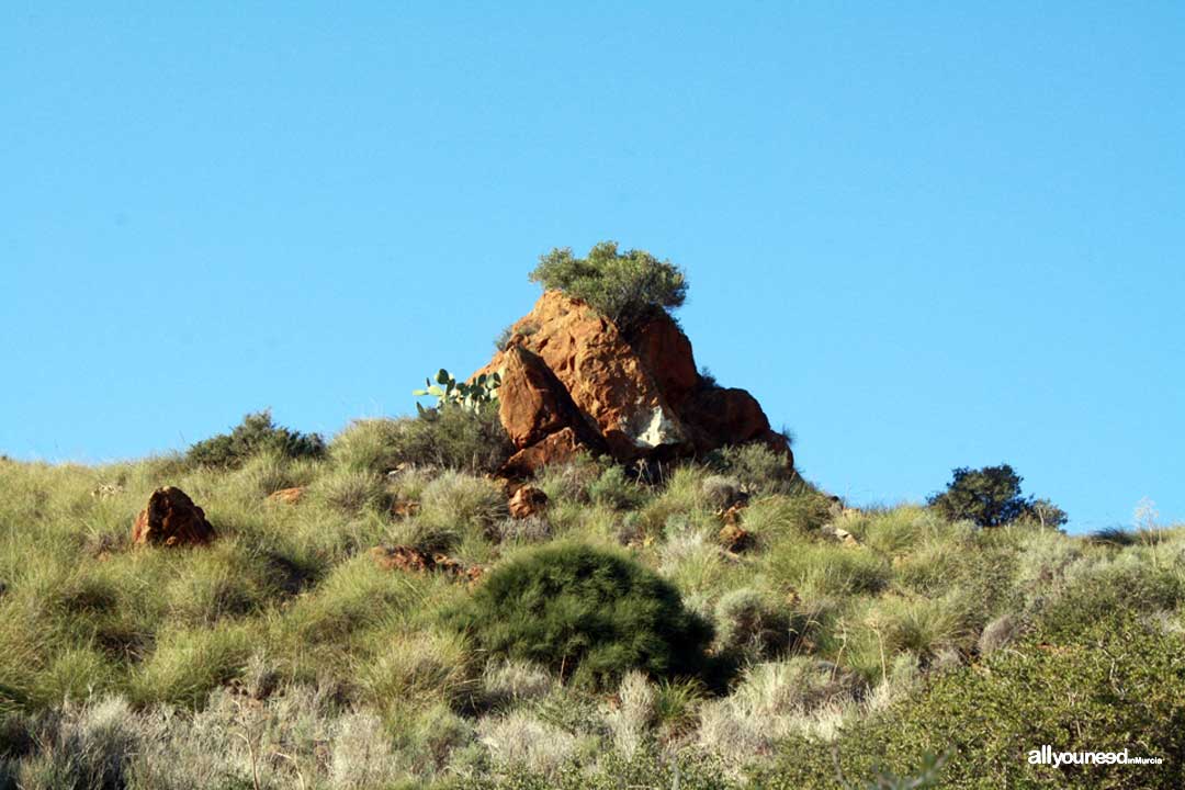 Subida al Cabezo Gordo. Torre Pacheco. Campo a través