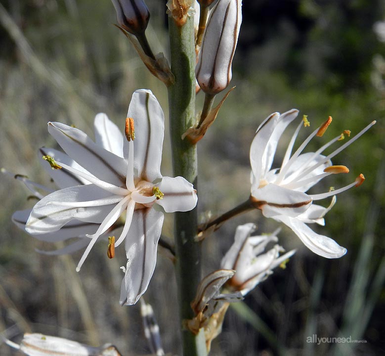 Flores en Murcia