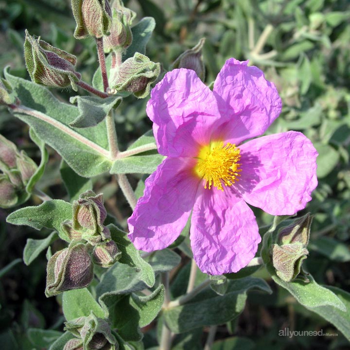 Cistus albidus