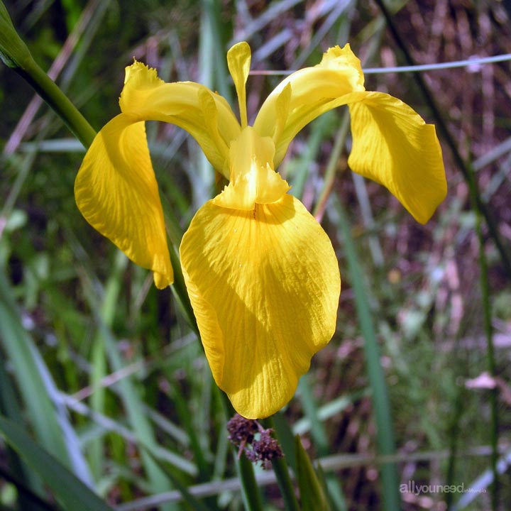 Yellow lily