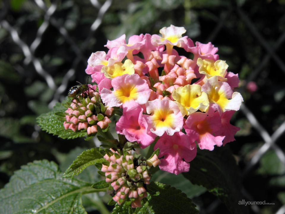 Lantana