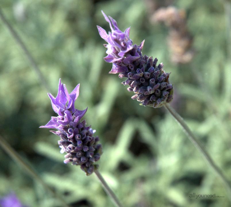 Lavanda