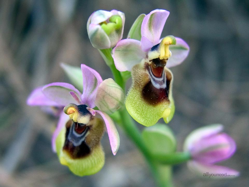 Orquídeas