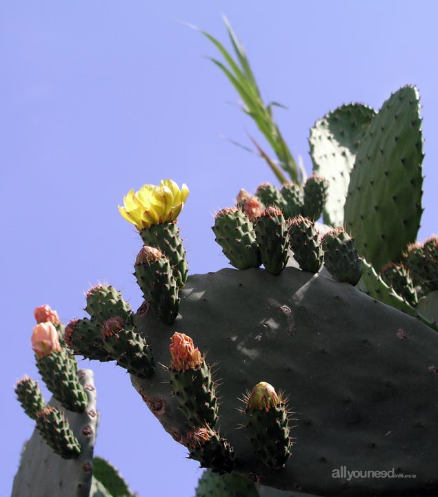 Prickly pear cactus