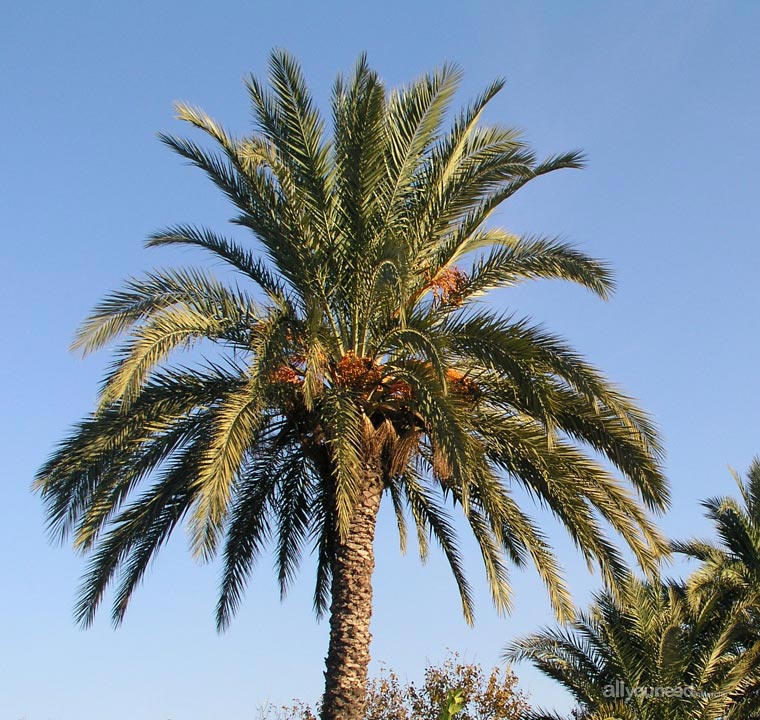 Palmera datilera