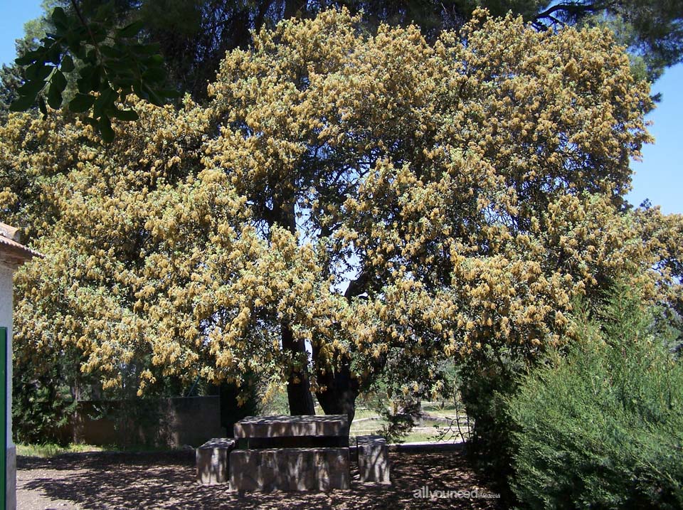 Exploring Sierra del Valle. Encina centenaria (Arboretum del Valle)