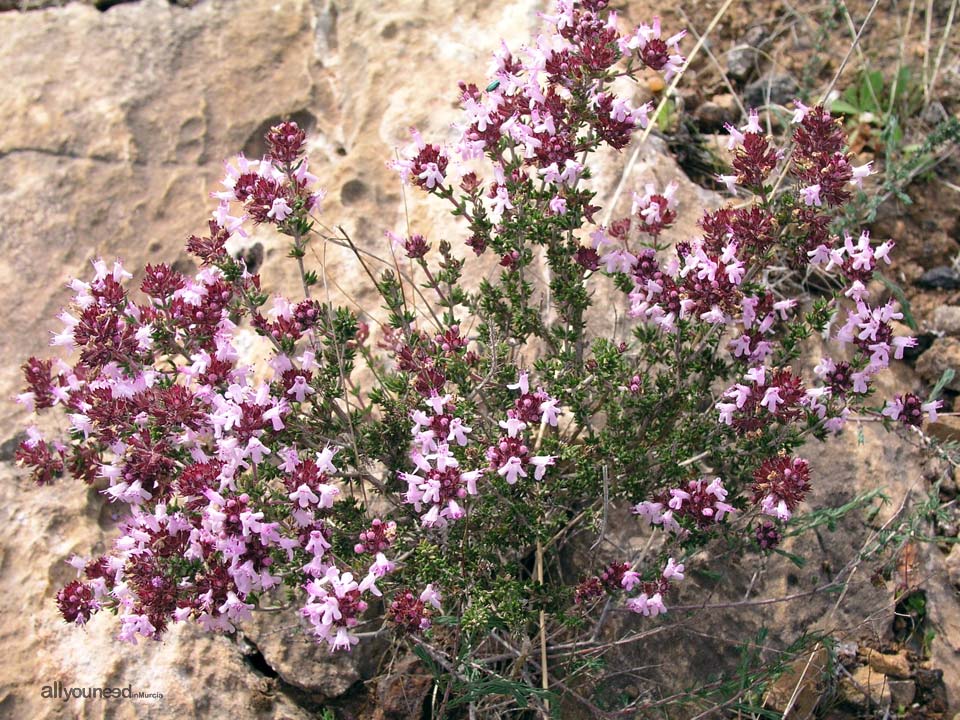 Excursión por la Sierra del Valle. Tomillo